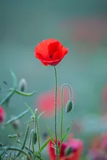 Diana Parkhouse QPPvk720zUI Unsplash